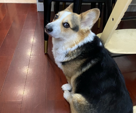 三色柯基犬怎么看纯不纯