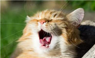 人不在屋里猫就叫