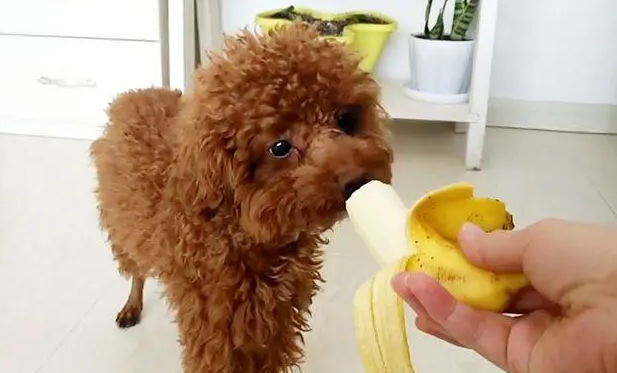 狗能吃香蕉吗 狗能吃香蕉吗