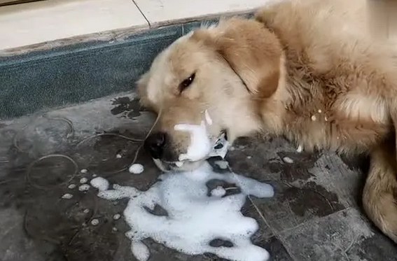狗一直吐怎么回事
