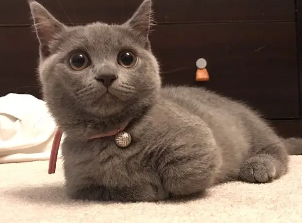 短腿猫价格多少钱一只