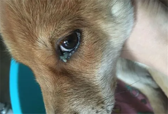 狗眼屎像脓一样糊眼睛 狗眼屎像脓一样糊眼睛