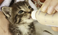 人喝的驼奶粉可以给小猫喝吗