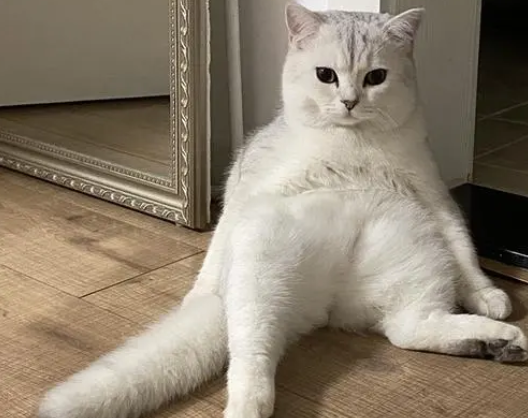 猫坐着一条腿往外伸是为什么 猫坐着一条腿往外伸是为什么