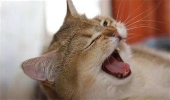 猫一切正常就是打喷嚏 猫一切正常就是打喷嚏