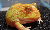 角蛙——容易饲养的最萌大胃王!