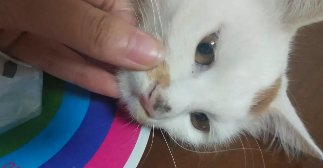 小猫鼻孔两边总有黑黑的污垢