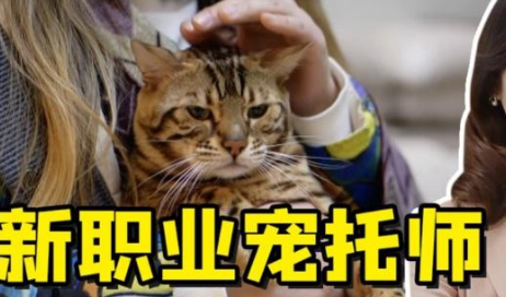 猫巷宠物托师服务分类 猫巷宠物托师服务分类