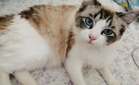 母猫发情了怎么办