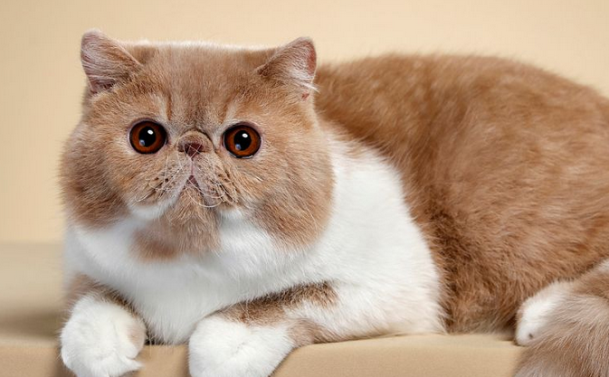 咖啡猫是什么品种