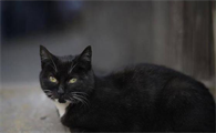 死人碰到猫真的会诈尸吗