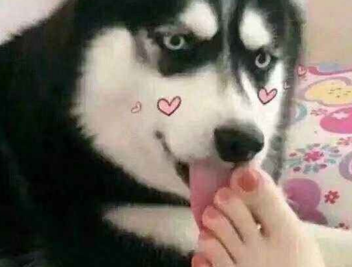 喜欢当舔狗是不是一种病 喜欢当舔狗是不是一种病