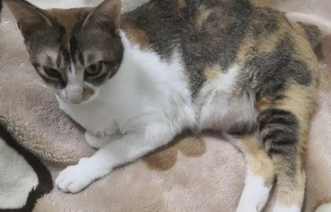 母猫生完小猫两天后出血