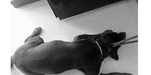 烈性罗威纳犬公交车上咬伤人,被麻醉送犬类收容中心 烈性罗威纳犬公交车上咬伤人,被麻醉送犬类收容中心
