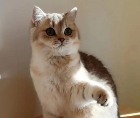 晚上有猫跟着回家寓意 晚上有猫跟着回家寓意
