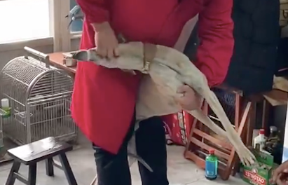 中医竟给狗做正骨治疗,狗:有那么一刻,觉得狗头不是自己的了 中医竟给狗做正骨治疗,狗:有那么一刻,觉得狗头不是自己的了