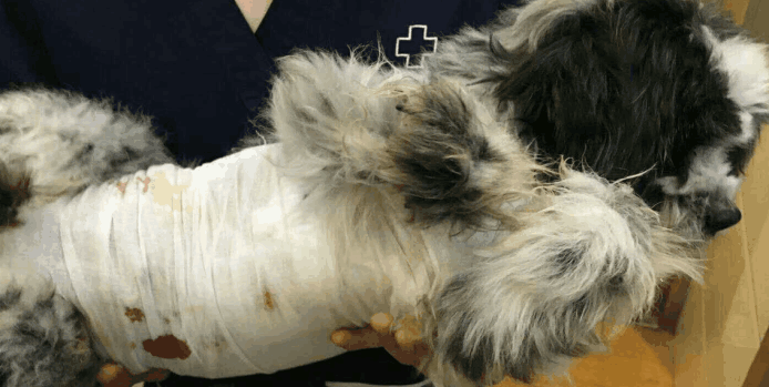 老年犬乳腺肿瘤如何保守治疗