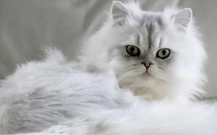 世界上十大最漂亮的猫排名
