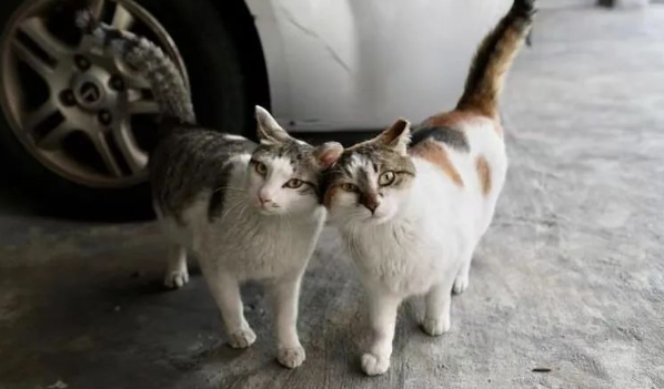 发现一只肚子很大的流浪猫,以为它怀孕了,结果... 发现一只肚子很大的流浪猫,以为它怀孕了,结果...