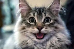 世界上会说话的宠物猫