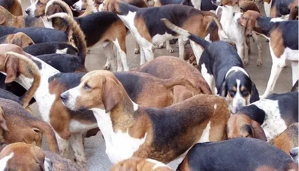 肉狗养殖技术利润与成本 肉狗养殖技术利润与成本