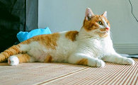 猫主动跑到家里有什么征兆