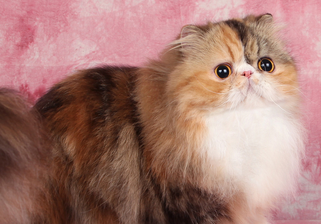 异国长毛猫是什么品种 异国长毛猫是什么品种
