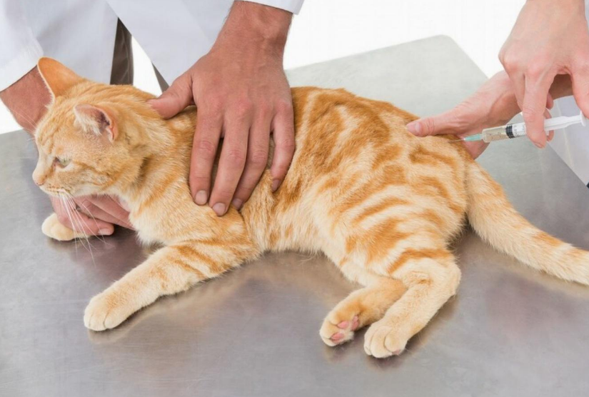 农村土方法治疗猫传腹