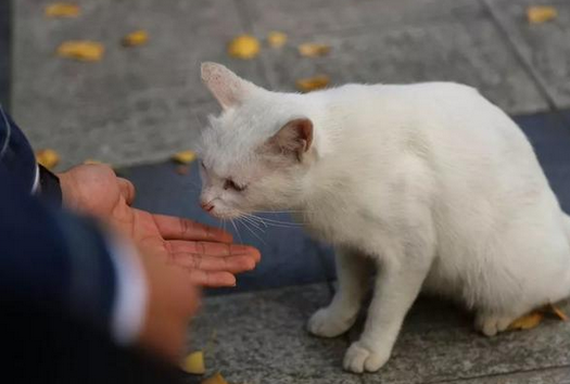 如何找到丢失的猫 如何找到丢失的猫