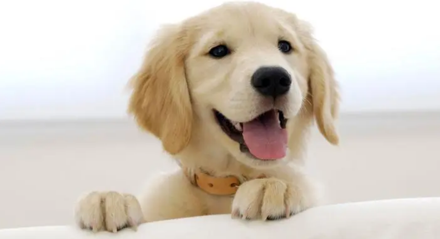 鹰犬是什么动物