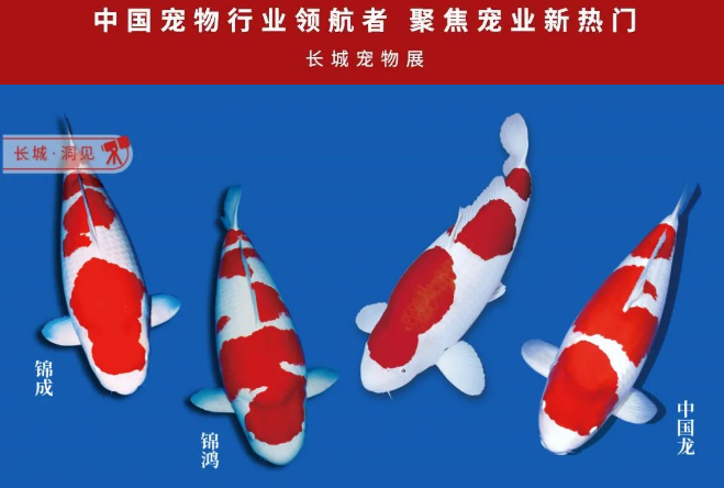 “一招鲜”不再鲜，水族饲料巨鳞品牌如何出奇制胜？