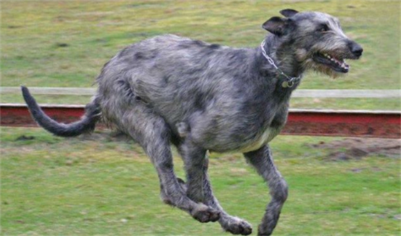 士狼犬值得培养吗 士狼犬值得培养吗