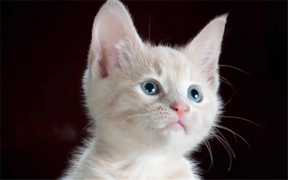 喜欢养猫的男人是什么性格 喜欢养猫的男人是什么性格