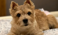 诺维奇梗犬要拔毛么