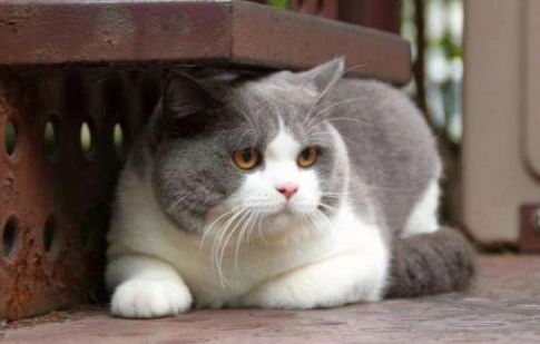 普通家猫和宠物猫区别
