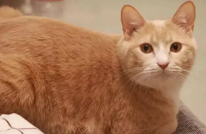 网友昨天被一只橘猫欺负，结果今天带来了一群金毛：叫你还敢嚣张