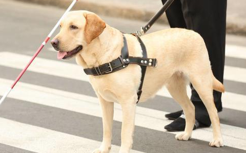 为什么导盲犬眼神都很忧郁