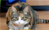 猫以前爱吃猫条现在不吃了