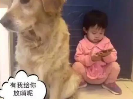 小主人偷偷摸摸玩手机让金毛把风,结果被发现后金毛这反应亮了 小主人偷偷摸摸玩手机让金毛把风,结果被发现后金毛这反应亮了