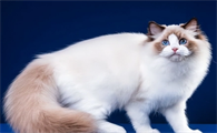 尾巴又长又粗的猫叫什么猫