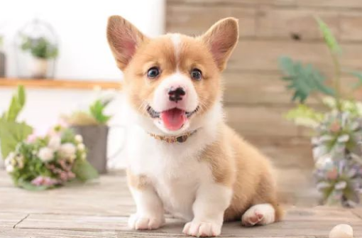 纯皓幼犬季∣护理指南1-了解初生 纯皓幼犬季∣护理指南1-了解初生