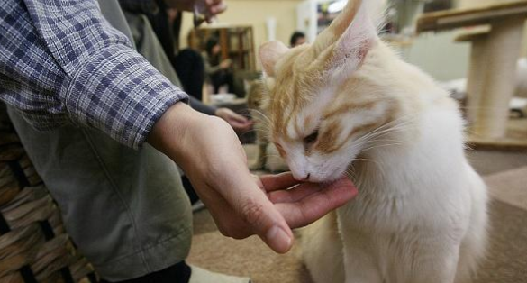 猫用手推开主人的手