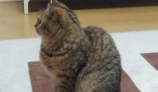 小猫的猫驼背怎么回事