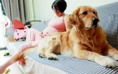 女主人怀孕后狗狗的变化