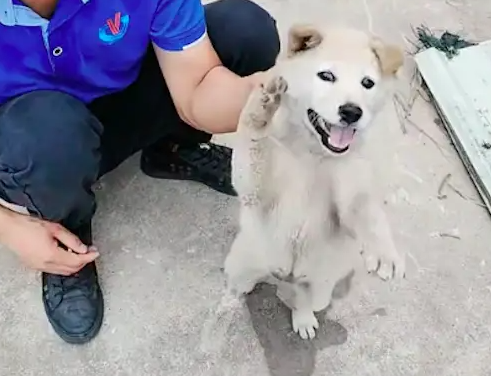 狗狗想咬人被抓住后，它竟知道将嘴巴捂起来！狗：保证以后不咬了