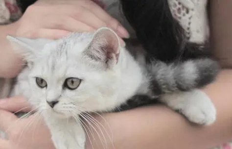 为什么不娶养猫的女人