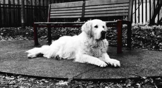 金毛犬安乐死前,最后一次散步,主人拍下最伤心一幕:老友再见! 金毛犬安乐死前,最后一次散步,主人拍下最伤心一幕:老友再见!