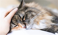 女人梦见猫说明老公有外遇