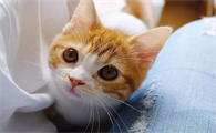 小猫体质 越感到被爱越听话