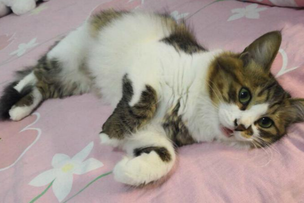 因主人收养流浪猫,橘猫发狂抓伤主人,主人一气之下怒打猫咪 因主人收养流浪猫,橘猫发狂抓伤主人,主人一气之下怒打猫咪